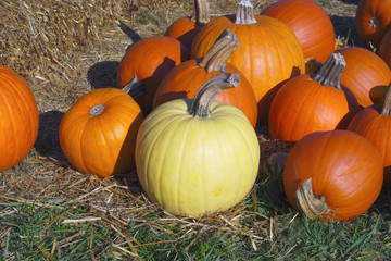orange pumpkins countryside market halloween organic agriculture