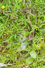 Spider web with dew water in the morning.