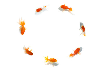 Fototapeta na wymiar 7 goldfish swimming in a circle.