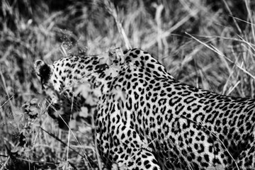 Jaguar in Black & WHITE © Salvador