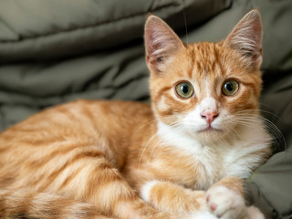 Young pet orange tabby cat kitten with green eyes.  