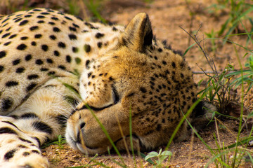 SLEEP LIKE A CHEETAH