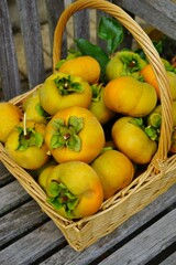 Basket of freshly picked  orange persimmon kaki fruits