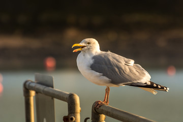 Wildlife nature bird seagull Ireland lake bay