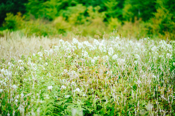 Obraz na płótnie Canvas 白と緑の花畑