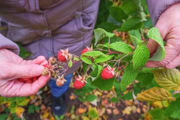 Hands of elderly woman collecting ripe red sweet organic raspberry from bush in the garden. Decent autumn raspberry crop.