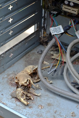 rat carcass in electronic circuit 