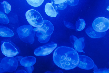 海の中を漂うクラゲ