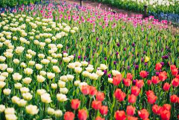 チューリップ畑