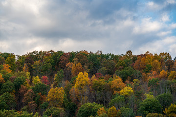 Fototapeta premium autumn landscape with trees and blue sky