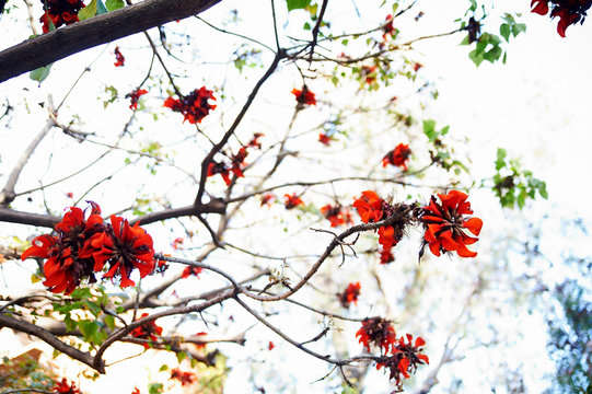 branch of a tree