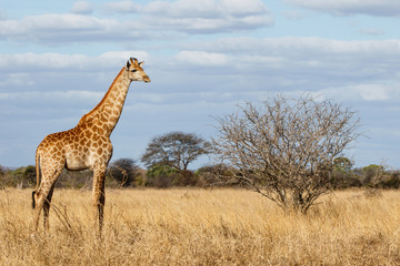 Giraffe on the savannah with a blue sky with clouds in Kruger National Park in South Africa