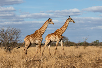 Giraffe on the savannah with a blue sky with clouds in Kruger National Park in South Africa
