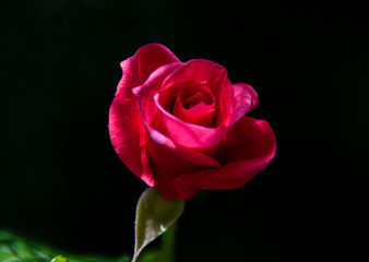 red rose on black background