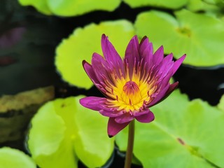 Blooming Lotus flowers with bees collecting pollen from its nectar.