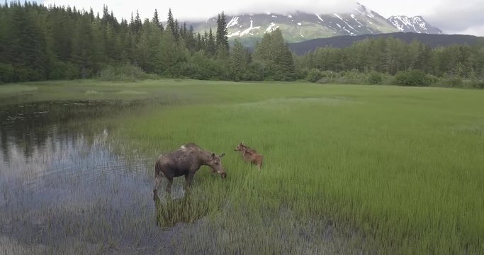 Drone shot slowly rotating around a large female Alaskan Moose grazing in a meadow with her two moose babies.