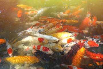 Crowded of many Fancy carp, Koi fish, Mirror carp (Cyprinus Carpio) are swimming and diving in the pond