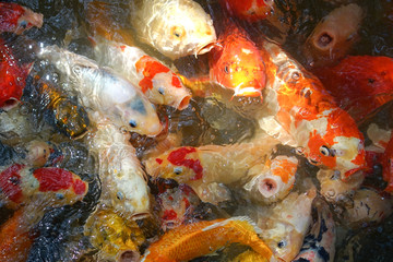 Fototapeta na wymiar Crowded of many Fancy carp, Koi fish, Mirror carp (Cyprinus Carpio) are swimming and diving in the pond