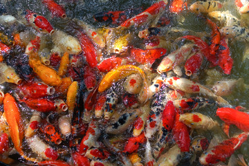 Crowded of many Fancy carp, Koi fish, Mirror carp (Cyprinus Carpio) are swimming and diving in the pond