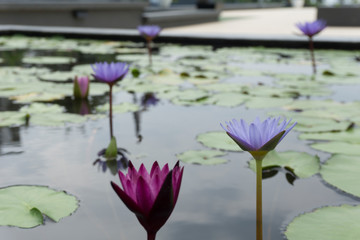 Blooming Lotus flowers with bees collecting pollen from its nectar.