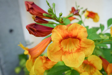 Tecoma 'Orange Jubilee', Orange Jubilee Esperanza, Orangebells, Orange Trumpet Bush