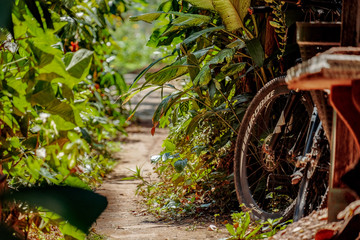 Fototapeta na wymiar Narrow pathway with plants and bike