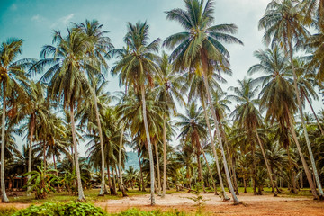 Fototapeta na wymiar Large tropical forest consisting of tall coconut palms