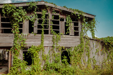 Fototapeta na wymiar Traditional old abandoned house covered with plants