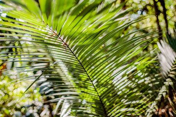 Green fresh leaves of coconut palm tree