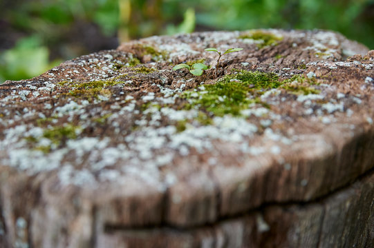 fungus on tree