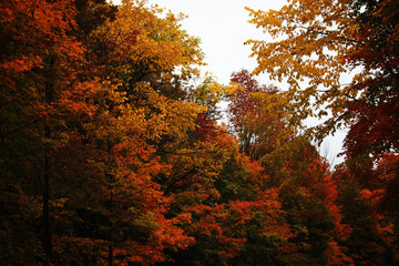 Beautiful and colorful Autumn landscape all over the mountain