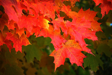 Beautiful and colorful Autumn landscape all over the mountain