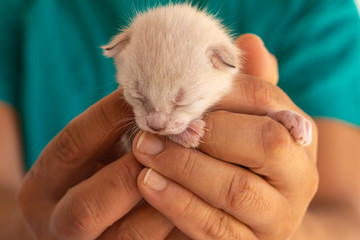 Little newborn cat baby held in the hands of a man. Neonate domestic animal.