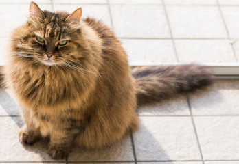 Fototapeta na wymiar Long haired cat in relax indoor, siberian purebred domestic animal