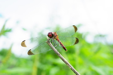 赤トンボのコノシメトンボ