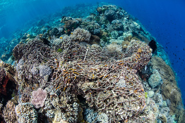 Naklejka na ściany i meble A discarded fishing net has drifted onto a coral reef in Indonesia. These 