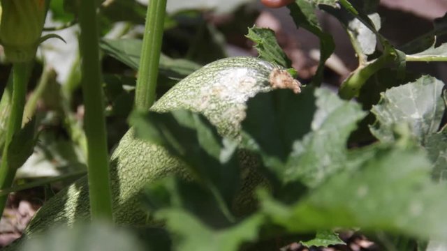 big chayote form part of an urban garden