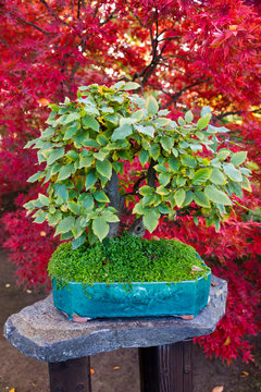 Colourful bonsai trees in Japanese garden, Prague, Czech republic