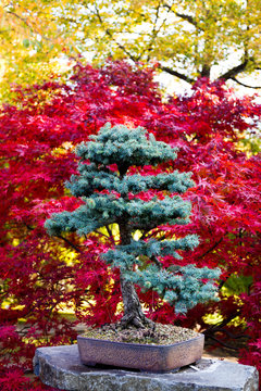 Colourful bonsai trees in Japanese garden, Prague, Czech republic