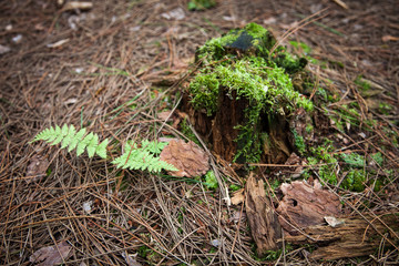 Moss on the forest floor