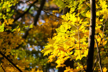 Naklejka na ściany i meble Colorful beautiful maple leaves in autumn, St-Bruno, Quebec, Canada