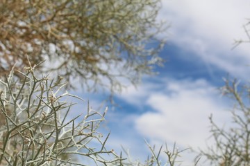 To preserve our indigenous ecology, we must respect this unique plant growing in the margins of 29 Palms, commonly referred to as Smoketree, and botanically ranked as Psorothamnus Spinosus.