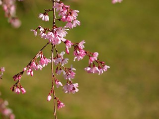 シダレザクラの花