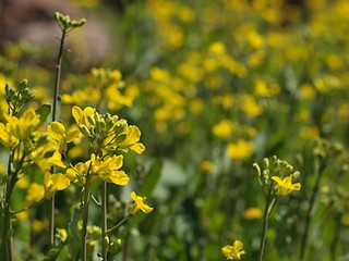 畑の菜の花