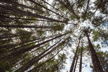look up inside forest  surrounded by tall pine trees under cloudy sky