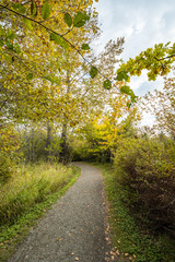 Fototapeta premium path inside forest in the park with fallen leaves covered surface and trees on both sides turning yellow under cloudy sky
