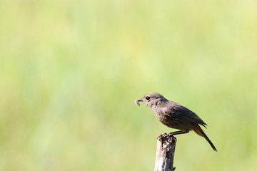 bird on a branch