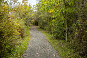 Fototapeta na wymiar path inside park with dense foliage on both sides on an over cast day