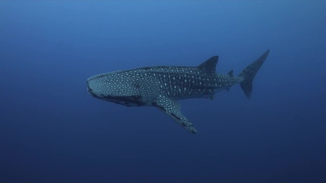Whale shark swims in blue water close to the boat. Tubbataha Reef dive site Delsan Wreck 4k footage