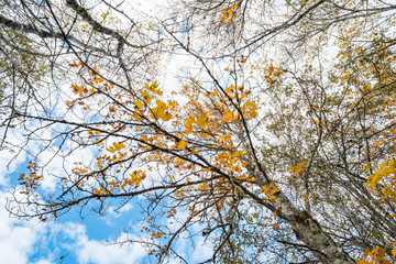 few golden leaves left on the dense tree branch in the park under cloudy blue sky